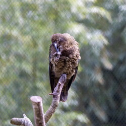 Woodland Park Zoo May 2026