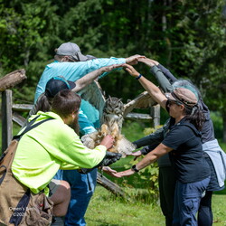 Meeting the Falconer's Raptors May 2026